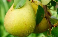 Высокоурожайная груша Аннушка — описание сорта от российских селекционеров