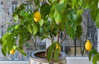 Как ухаживать за лимоном, чтобы он плодоносил дома