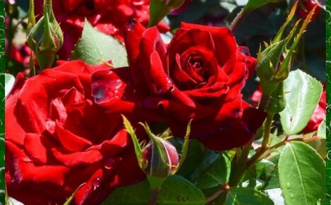 Одно из самых красивых растений в мире – роза Никколо Паганини
