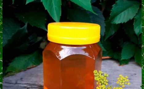 Дягилевый мед – полезные свойства и проверенные рецепты