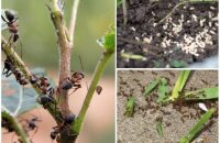 Популярные способы, как избавиться от муравьев на дачном участке