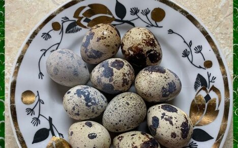 Чем полезны перепелиные яйца для нашего организма и какими свойствами они обладают