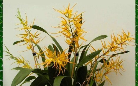 Загадочная орхидея Брассия для домашней коллекции цветов
