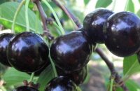 Самая сладкая и крупная вишня Чернокорка — описание сорта и преимущества