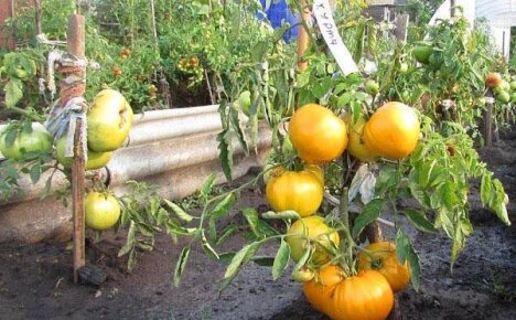 Солнечный и сладкий томат Хурма: характеристика и описание сорта