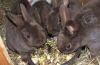Что едят кролики в домашних условиях — составляем полноценный рацион