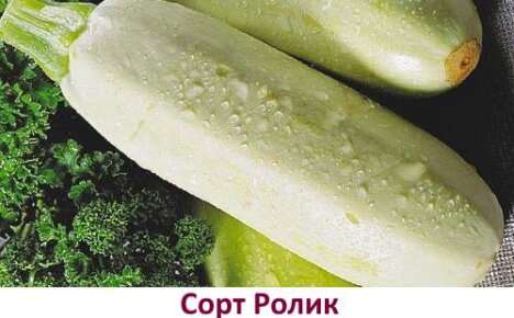 Какие сорта кабачков выбрать для выращивания на Урале и в Сибири