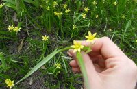 Красивый, но надоедливый цветок — как избавиться от гусиного лука в огороде