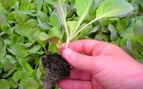 Как вырастить рассаду капусты самостоятельно?