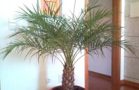 Финиковая пальма — уход в домашних условиях, фото взрослых красавиц
