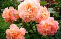 Немецкая аристократка с английскими корнями — роза Августа Луиза, фото и описание