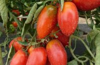 Каким плодоношением порадует томат Ракета Крымская — старый, но не забытый сорт