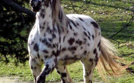 Лошадь породы аппалуза идеально сочетает в себе красоту, выносливость и послушание