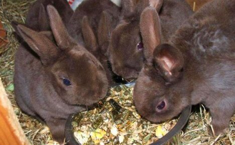 Когда отсаживать крольчат от крольчихи — советы начинающим