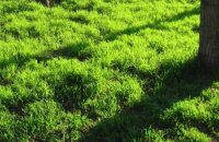 Как выровнять газон который растет кочками