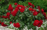 Полиантовые розы из семян — посадка и уход
