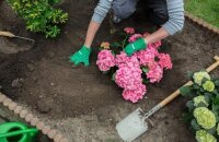 Пышноцветущая гортензия в вашем саду: выбираем время и место посадки