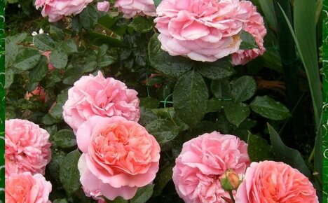 Роза Чиппендейл – шедевр компании «Розы Тантау»
