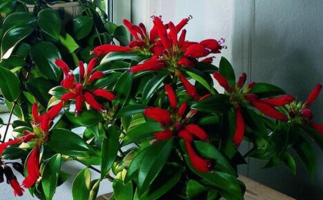 Обратите внимание на удивительное комнатное растение эсхинантус