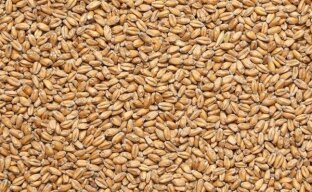 Польза «пшеничного молочка»