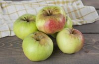 Зимний и устойчивый к парше сорт яблок Богатырь, фото и описание