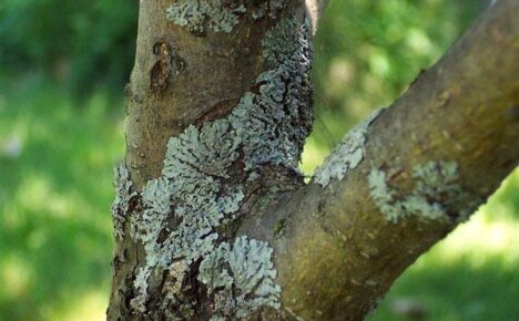 Способы борьбы с лишайниками на плодовых деревьях