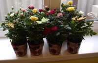 Розы в горшках — уход в домашних условиях за миниатюрными цветочными королевами