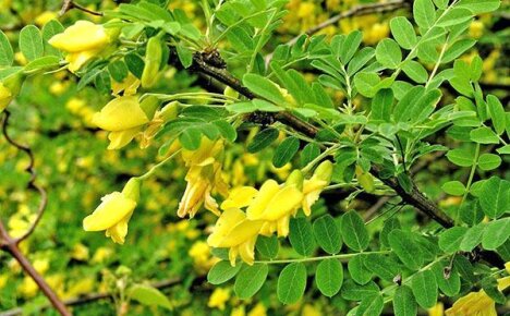 Желтая акация – карагана древовидная: описание и особенности выращивания
