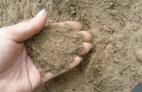 Как сделать песчаную почву пригодной для выращивания огородных и садовых культур?