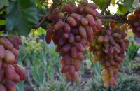 Сорт винограда Преображение — фото и описание нового урожайного гибрида