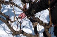 С заботой о будущем урожае — заготовка черенков яблони для прививки весной