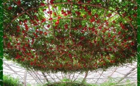 При выращивании томатного дерева в открытом грунте учитываем все агрономические правила