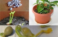 Как вырастить мандарин из косточки: выбор, подготовка и посадка семян