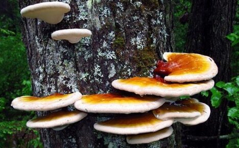 Полезные свойства гриба рейши и способы его применения
