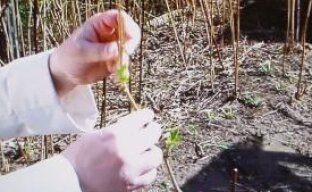 Обрезка малины весной (видео)