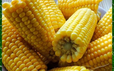 Чем полезна кукуруза для организма и как ее правильно употреблять