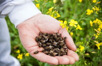 Полезные отходы с пасеки — можно ли есть пчелиный подмор