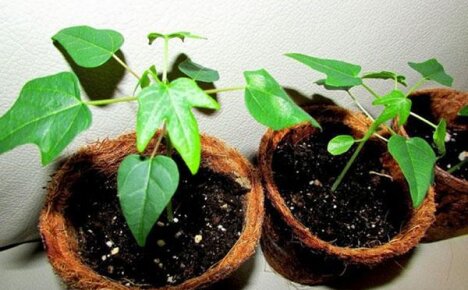 Поэтапное выращивание в домашних условиях папайи из семян: советы опытных специалистов