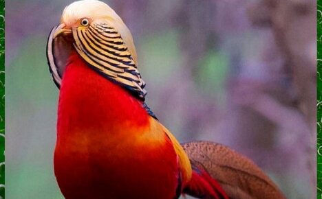 Правила содержания красочной птицы золотого фазана в неволе