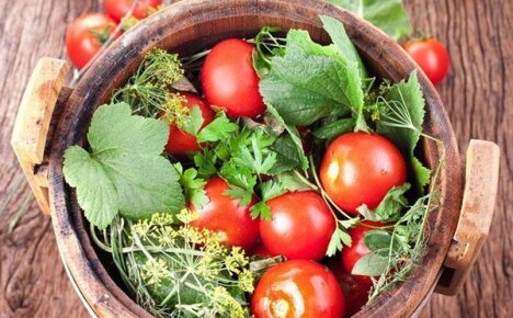 Выращиваем на даче засолочные сорта помидор