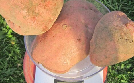 Обязательно посадите на участке картофель сорта Ирбитский