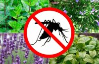Они и украсят, и защитят — растения, отпугивающие комаров на даче