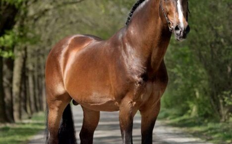 Особенности и варианты расцветок гнедой масти лошади