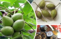 Варенье из маньчжурского ореха — как сварить, чтобы получилось вкусным