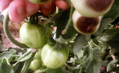 Профилактика и способы борьбы с вершинной гнилью на помидорах