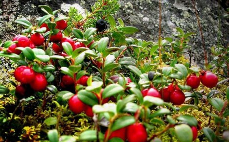 Полезные свойства брусники – в чем секрет и сила рубиновых ягод