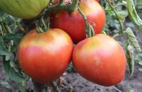 Каким иммунитетом к заболеваниям обладает томат Король Лондона и вкусные ли его плоды