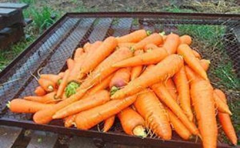 Лучшие предшественники для моркови
