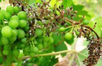 Причины усыхания виноградных кистей и меры борьбы с этим