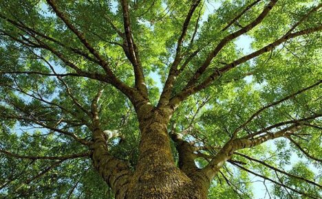 Величественный воин сада — дерево ясень
